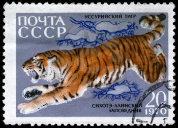 USSR - CIRCA 1970: A Stamp printed in USSR shows image of a Ussurian Tiger from the series Animals from the Sikhote-Alin Reserve, circa 1970