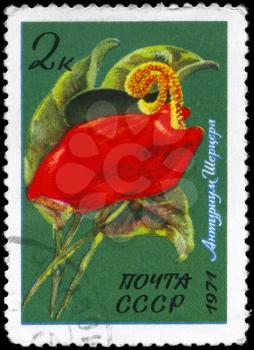 USSR - CIRCA 1971: A Stamp printed in USSR shows the Anthurium Scherzerianum, from the series Flowers, circa 1971