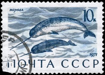 USSR - CIRCA 1971: A Stamp printed in USSR shows image of a Narwhals from the series Sea Mammals, circa 1971

