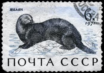 USSR - CIRCA 1971: A Stamp printed in USSR shows image of a Sea Otter from the series Sea Mammals, circa 1971