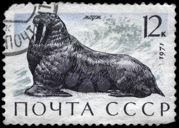 USSR - CIRCA 1971: A Stamp printed in USSR shows image of a Walrus from the series Sea Mammals, circa 1971