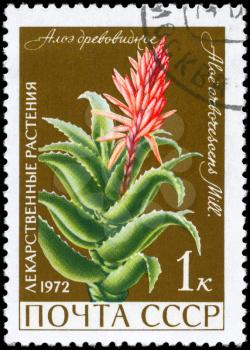 USSR - CIRCA 1972: A Stamp printed in USSR shows the Aloe, with the description Aloe arborescens, from the series Medicinal Plants, circa 1972