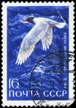 USSR - CIRCA 1972: A Stamp printed in USSR shows image of a Black-headed Gull from the series Waterfowl of the USSR, circa 1972