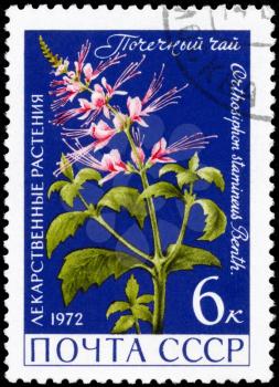 USSR - CIRCA 1972: A Stamp printed in USSR shows the Orthosiphon stamineus, from the series Medicinal Plants, circa 1972