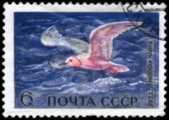 USSR - CIRCA 1972: A Stamp printed in USSR shows image of a Pink Gull from the series Waterfowl of the USSR, circa 1972