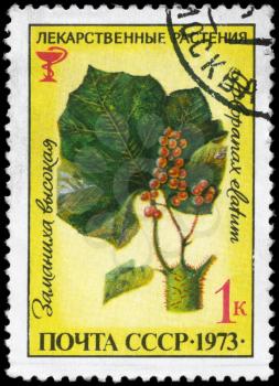 USSR - CIRCA 1973: A Stamp printed in USSR shows the Echinopanax Elatum, from the series Medicinal Plants, circa 1973