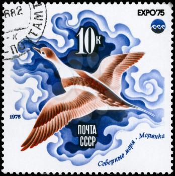 USSR - CIRCA 1975: A Stamp printed in USSR shows image of a Sea Duck, Arctic Sea from the series Oceanexpo 75 Emblem, circa 1975
