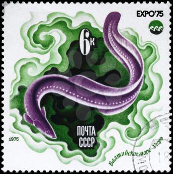 USSR - CIRCA 1975: A Stamp printed in USSR shows image of a Eel, Baltic Sea from the series Oceanexpo 75 Emblem, circa 1975