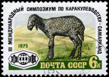 USSR - CIRCA 1975: A Stamp printed in USSR shows image of a Karakul Lamb and devoted to 3rd International Symposium on astrakhan production, Samarkand, circa 1975