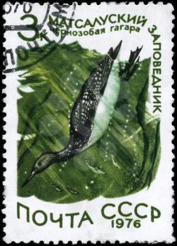 USSR - CIRCA 1976: A Stamp printed in USSR shows image of a Black-throated Loon with the inscription Matsalu National Park from the series Waterfowl, circa 1976