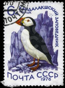 USSR - CIRCA 1976: A Stamp printed in USSR shows image of a Atlantic Puffin with the inscription Kandalaksha Conservation from the series Waterfowl, circa 1976