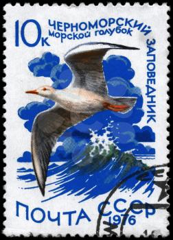 USSR - CIRCA 1976: A Stamp printed in USSR shows image of a Slender-billed Gull with the inscription Black Sea Conservation from the series Waterfowl, circa 1976