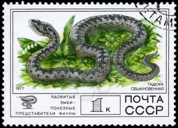 USSR - CIRCA 1977: A Stamp printed in USSR shows the image of a Common European Adder from the series Venomous snakes, useful for medicinal purposes, circa 1977