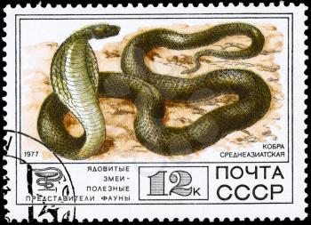 USSR - CIRCA 1977: A Stamp printed in USSR shows the image of a Cobra from the series Venomous snakes, useful for medicinal purposes, circa 1977