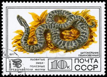USSR - CIRCA 1977: A Stamp printed in USSR shows the image of a Halys Viper from the series Venomous snakes, useful for medicinal purposes, circa 1977
