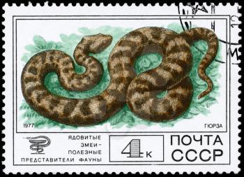 USSR - CIRCA 1977: A Stamp printed in USSR shows the image of a Lebetina Viper from the series Venomous snakes, useful for medicinal purposes, circa 1977