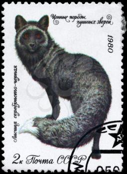 USSR - CIRCA 1980: A Stamp printed in USSR shows image of a Dark Silver Fox from the series Fur-bearing Animals, circa 1980
