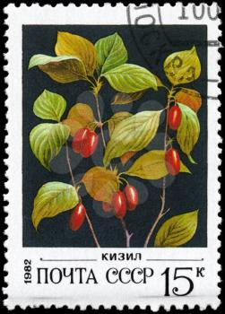 USSR - CIRCA 1982: A Stamp printed in USSR shows image of a Cornel, series, circa 1982