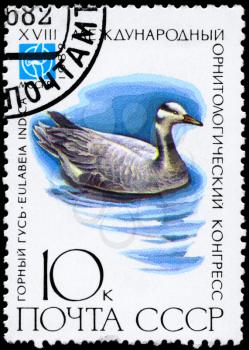 USSR - CIRCA 1982: A Stamp printed in USSR shows image of a Bar-headed Goose with the inscription Eulabeia indica from the series Rare Birds devoted 18th Ornithological Cong., Moscow, circa 1982
