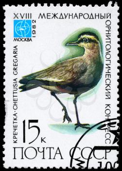 USSR - CIRCA 1982: A Stamp printed in USSR shows image of a Sociable Lapwing with the inscription Chettusia gregaria from the series Rare Birds devoted 18th Ornithological Cong., Moscow, circa 198