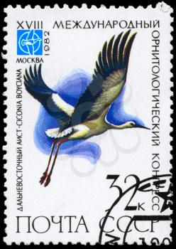 USSR - CIRCA 1982: A Stamp printed in USSR shows image of a Oriental Stork with the inscription Ciconia boyciana from the series Rare Birds devoted 18th Ornithological Cong., Moscow, circa 1982