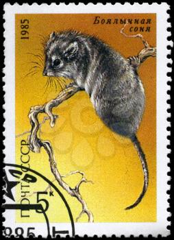 USSR - CIRCA 1985: A Stamp printed in USSR shows image of a Desert Dormouse from the series Endangered Wildlife, circa 1985