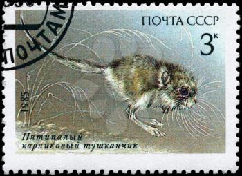 USSR - CIRCA 1985: A Stamp printed in USSR shows image of a Five-toed Pygmy Jerboa from the series Endangered Wildlife, circa 1985