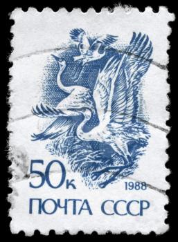 USSR - CIRCA 1988: A Stamp printed in USSR shows image of a White Cranes, series, circa 1988