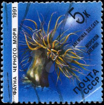 USSR - CIRCA 1991: A Stamp printed in USSR shows image of a Sea Anemone with the description Anemonia sulcata from the series Fauna of the Black Sea, circa 1991