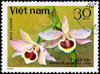 VIETNAM - CIRCA 1979: A Stamp shows image of a Dendrobium with the inscription 
Dendrobium nobile, from the series Orchids, circa 1979
