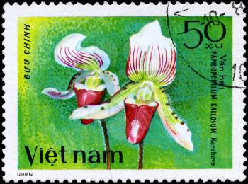 VIETNAM - CIRCA 1979: A Stamp shows image of a Paphiopedilum with the inscription Paphiopedilum Callosum Kerchove, from the series Orchids, circa 1979