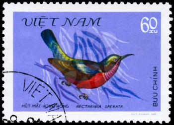 VIETNAM - CIRCA 1981: A Stamp shows image of a Bird with the inscription Nectarinia sperata from the series Nectar-sucking Birds, circa 1981