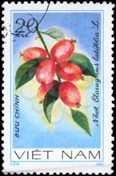 VIETNAM - CIRCA 1981: A Stamp printed in VIETNAM shows the  Oleaster Elaeagnus latifolia, from the series Fruit, circa 1981
