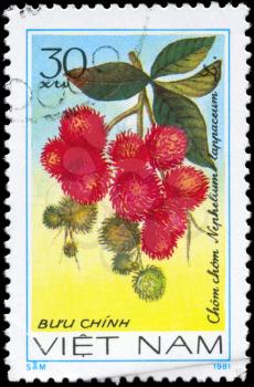 VIETNAM - CIRCA 1981: A Stamp printed in VIETNAM shows the  Rambutan Nephelium lappaceum, from the series Fruit, circa 1981