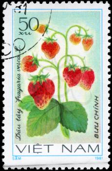 VIETNAM - CIRCA 1981: A Stamp printed in VIETNAM shows the  Strawberry Fragaria vesca, from the series Fruit, circa 1981
