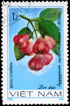 VIETNAM - CIRCA 1981: A Stamp printed in VIETNAM shows the  Syzygium aqueum, from the series Fruit, circa 1981