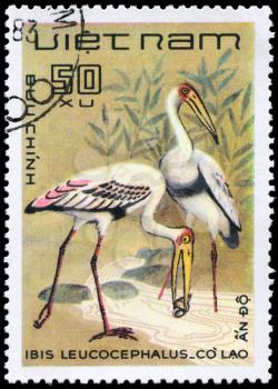 VIETNAM - CIRCA 1983: A Stamp shows image of a Painted Stork with the inscription Ibis leucocephalus from the series Water Birds, circa 1983
