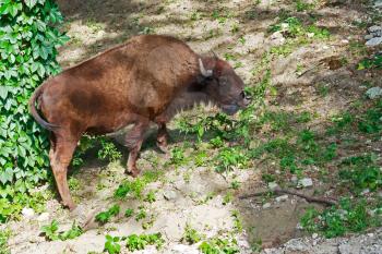 Female bison in the wild