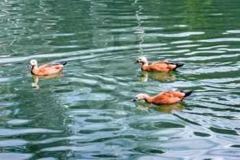Swimming ducks on the water surface