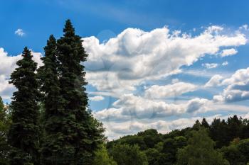 Landscape with fir trees and sky