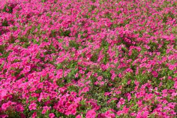 Background of the petunia flowers
