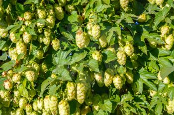 Background of the hop bush