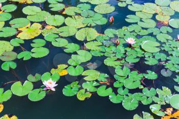 Lilies on the water surface