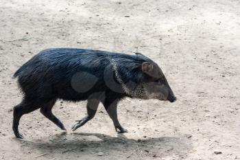 Side view of a running peccary