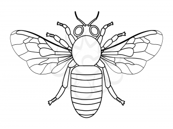 Illustration of the contour bee insect
