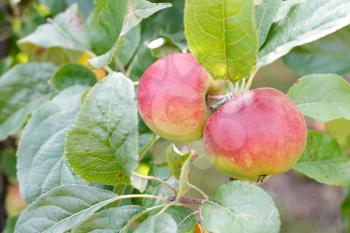 Royalty Free Photo of Apples in a Tree