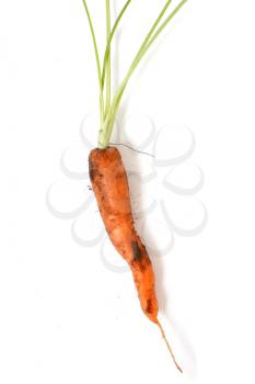 Royalty Free Photo of a Carrot