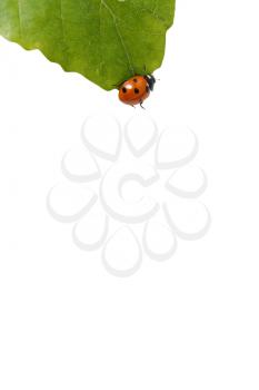 Royalty Free Photo of a Ladybug on a Leaf