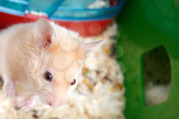 Royalty Free Photo of a Hamster in a Cage