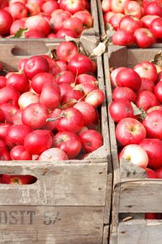 Royalty Free Photo of Boxes of Apples